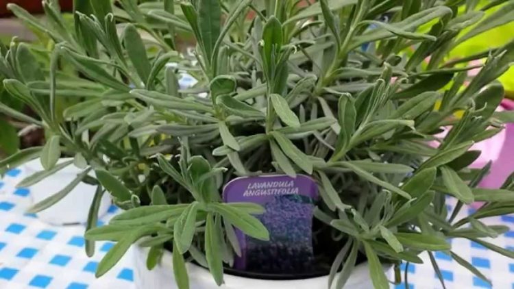 Лаванда - целебное растение